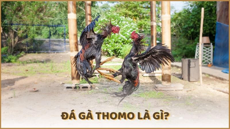 Đá gà Thomo là gì?